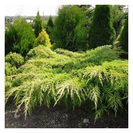 Ficera kadiķis ,,Pfitzeriana Aurea,,/Juniperus x pfitzeriana/ -C2 kont.