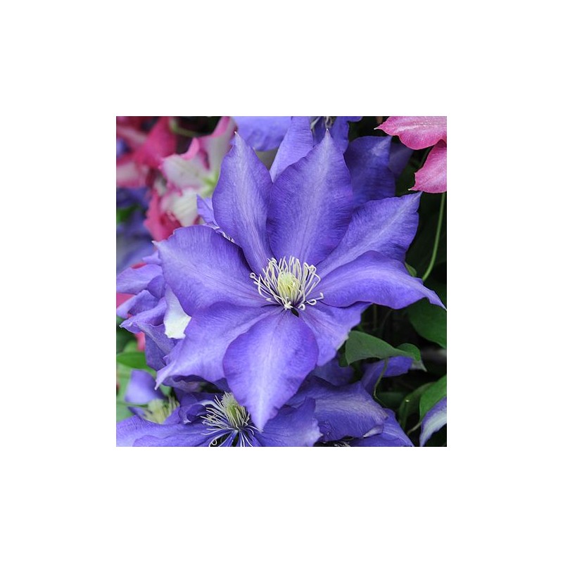 Klematis ,,Daniel Deronda,,(lielziedu) /Clematis/- 2l kont