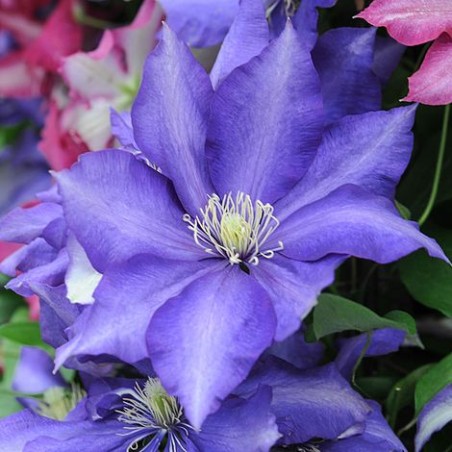 Klematis ,,Daniel Deronda,,(lielziedu) /Clematis/- 2l kont