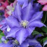 Klematis ,,Daniel Deronda,,(lielziedu) /Clematis/- 2l kont