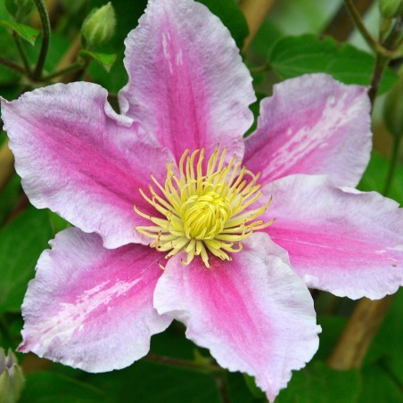 Klematis ,,Piilu,, (lielziedu), /Clematis/- 2l kont.