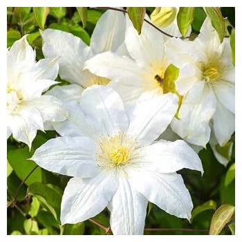 Klematis ,,Lemon Chiffon,,...