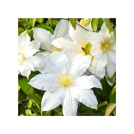 Klematis ,,Lemon Chiffon,, (lielziedu), /Clematis/- 2l kont.
