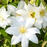 Klematis ,,Lemon Chiffon,, (lielziedu), /Clematis/- 2l kont.