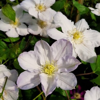 Klematis ,,Lemon Chiffon,, (lielziedu), /Clematis/- 2l kont.