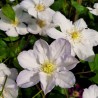 Klematis ,,Lemon Chiffon,, (lielziedu), /Clematis/- 2l kont.