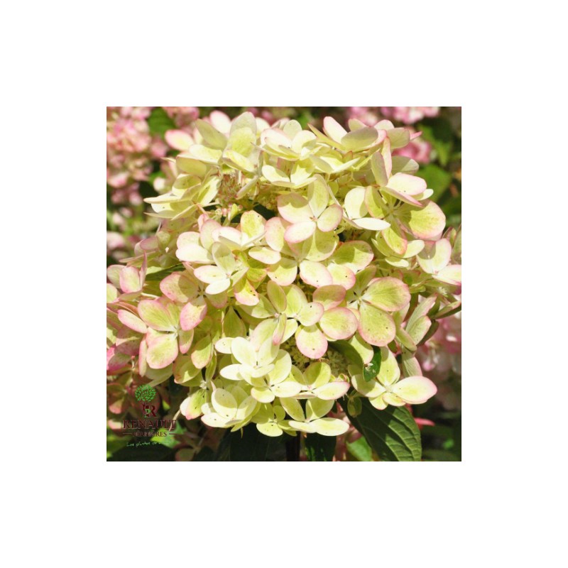 Skarainā hortenzija ,,Pastelgreen,, /Hydrangea paniculata/ - C2,5 kont.