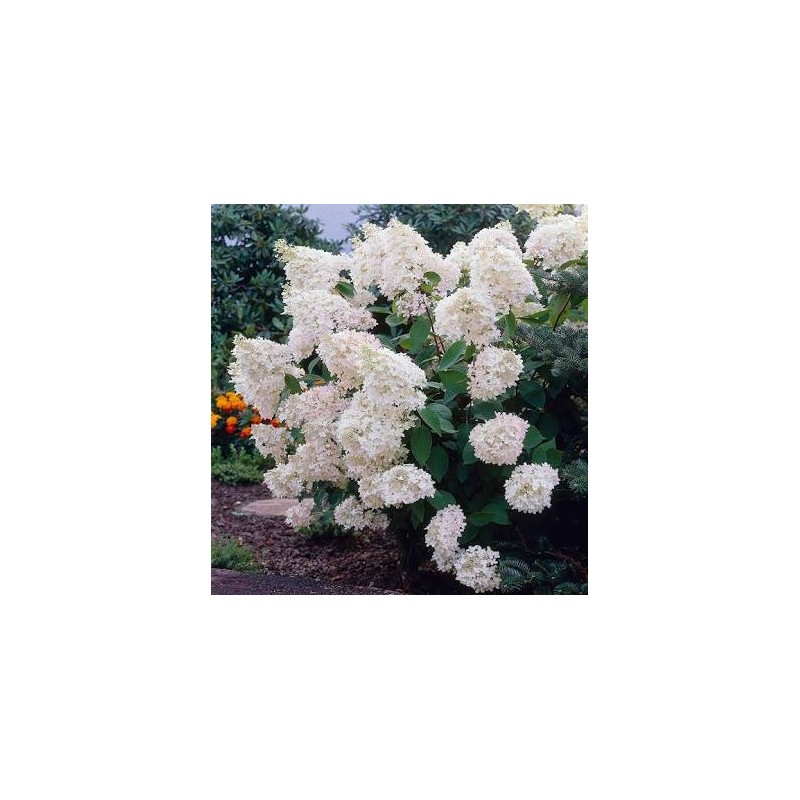 Skarainā hortenzija ,,Grandiflora,, /Hydrangea paniculata/- C5 kont.