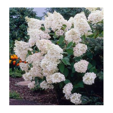 Skarainā hortenzija ,,Grandiflora,, /Hydrangea paniculata/- C5 kont.