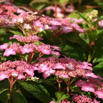 Robainā hortenzija ,,Captain America,, /Hydrangea serrata/ - C3 kont.