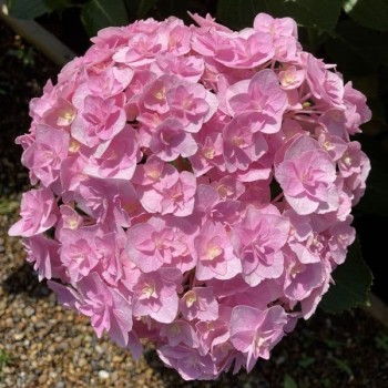 Liellapu hortenzija "Doppio Nuvola" /hydrangea macrophylla/ - C3 kont.