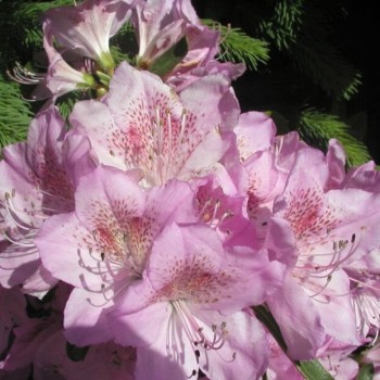 Japānas acālija "Staccato" /azalea japonica/ - C3 kont.