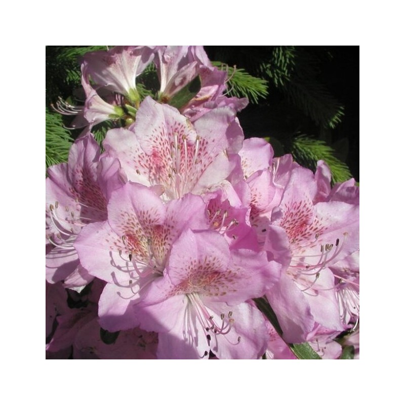 Japānas acālija "Staccato" /azalea japonica/ - C3 kont.