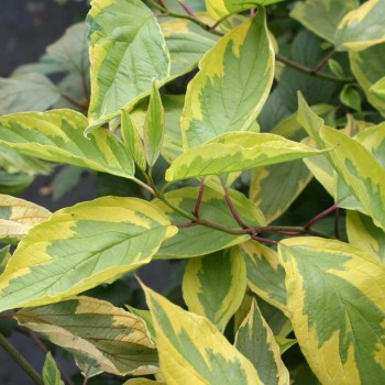 Grimonis, baltais "Spaethii" /cornus alba/ - C5 kont.