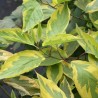 Grimonis, baltais "Spaethii" /cornus alba/ - C5 kont.
