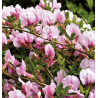 Citīzs ,,Moyclare Pink,, /Cytisus/ - C1.5 kont.
