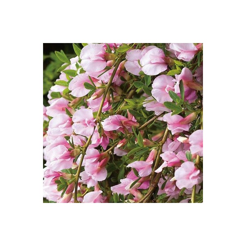 Citīzs ,,Moyclare Pink,, /Cytisus/ - C1.5 kont.