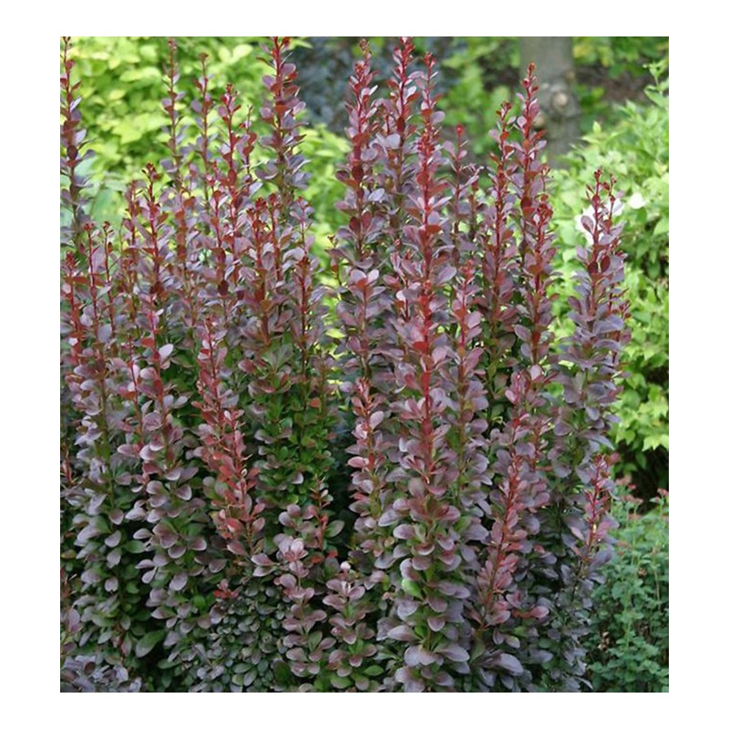 Raugerškis, Tunbergo "Chocolate summer" /berberis thunbergii/ C2 kont.