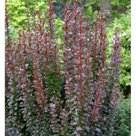 Bārbele, Tunberga "Chocolate summer" /berberis thunbergii/ C2 kont.