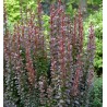 Tunberga bārbele "Chocolate summer" /berberis thunbergii/ C2 kont.