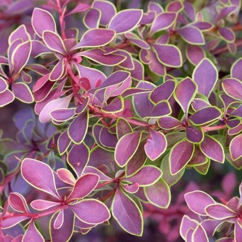 Tunberga bārbele "Golden Ring" /berberis thunbergii/ C3 kont.