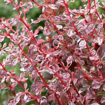 Tunberga bārbele "Flamingo" /berberis thunbergii/ C3 kont.