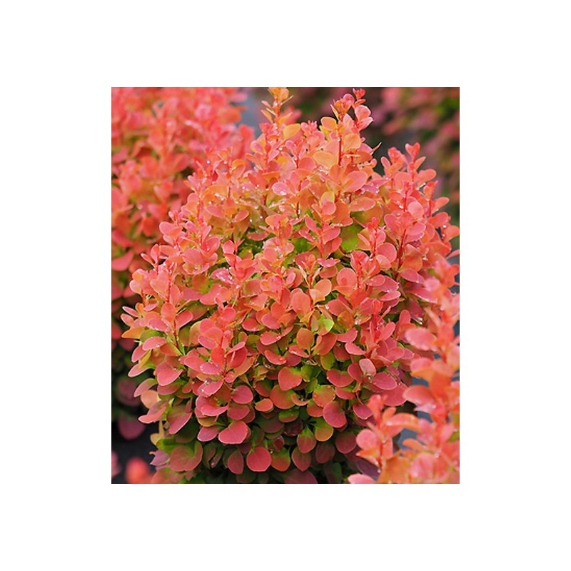 Tunberga bārbele "Florence" /berberis thunbergii/ C2 Kont.
