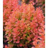 Tunberga bārbele "Florence" /berberis thunbergii/ C2 Kont.