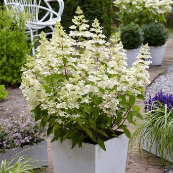 Skarainā hortenzija "Confetti" /hydrangea paniculata/ - C5 kont.