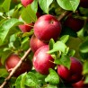 Ābele, ziemas "Jonaprince", /Malus domestica/ - 120-160cm