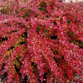 Tunberga bārbele ,,Red Carpet,,- Berberis thunbergii. C2 kont.