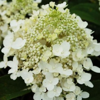 Skarainā hortenzija "Baby Lace" /Hydrangea paniculata/ - C5 kont.