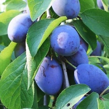 Plūme "Dobrovicka" /Prunus...