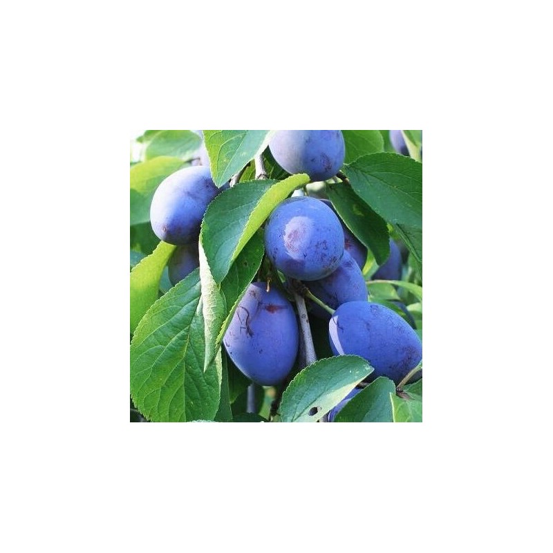 Plūme "Dobrovicka" /Prunus domestica/ - 160-200cm