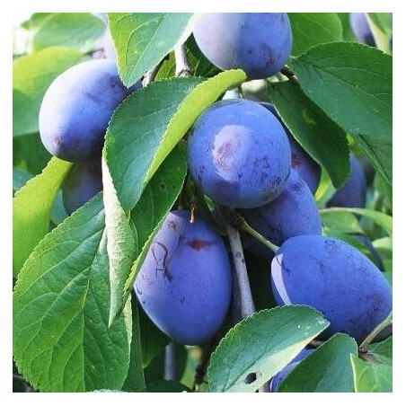 Plūme "Dobrovicka" /Prunus domestica/ - 160-200cm