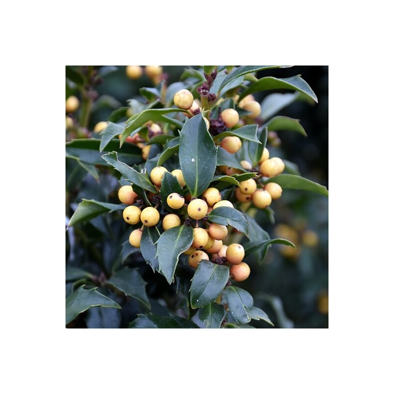 Maservas ilekss ,,Golden Girl,,/Ilex x meserveae /- C12 kont.