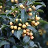 Maservas ilekss ,,Golden Girl,,/Ilex x meserveae /- C12 kont.