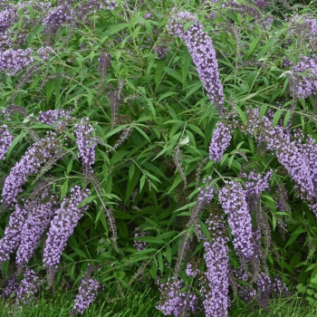 Budleja Dāvida ,,Wisteria Lane,, /Buddleja davidii/- C3 kont.