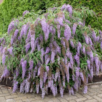 Budleja Dāvida ,,Wisteria...