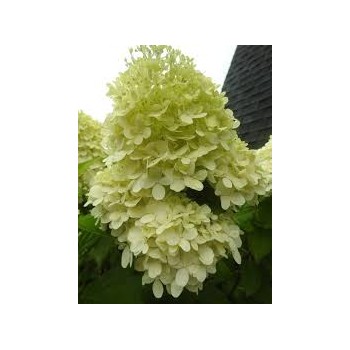 Skarainā hortenzija ,,Magical Lime Sparkle,, /Hydrangea paniculata/ - C5 kont.