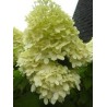 Skarainā hortenzija ,,Magical Lime Sparkle,, /Hydrangea paniculata/ - C5 kont.
