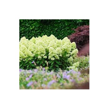 Skarainā hortenzija ,,Magical Lime Sparkle,, /Hydrangea paniculata/ - C5 kont.