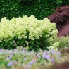 Skarainā hortenzija ,,Magical Lime Sparkle,, /Hydrangea paniculata/ - C5 kont.