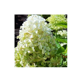 Skarainā hortenzija ,,Magical Lime Sparkle,, /Hydrangea paniculata/ - C5 kont.