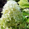 Skarainā hortenzija ,,Magical Lime Sparkle,, /Hydrangea paniculata/ - C5 kont.