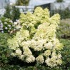 Skarainā hortenzija ,,Magical Lime Sparkle,, /Hydrangea paniculata/ - C5 kont.
