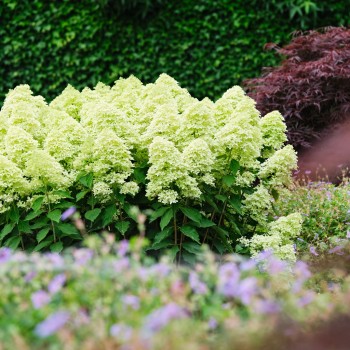 Skarainā hortenzija ,,Magical Lime Sparkle,, /Hydrangea paniculata/ - C10 kont.