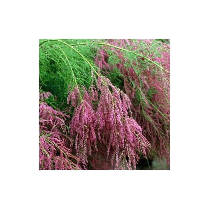 Tamarika, šakotoji 'Rubra'/Tamarix ramosissima/ -C4 Kont.