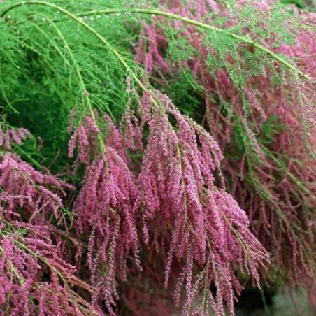 Tamarikss, sazarotais 'Rubra'/Tamarix ramosissima/ -C4 Kont.