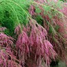 Tamarikss, sazarotais 'Rubra'/Tamarix ramosissima/ -C4 Kont.